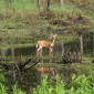 deerdoe 017 original
