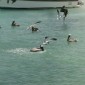 los roques 600