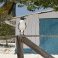 los roques 630